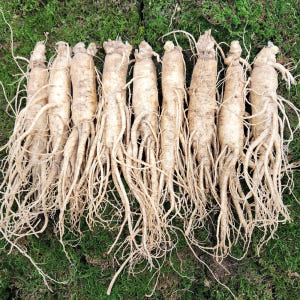 인삼 수삼 금산인삼 인삼꿀절임 원수삼 대 1채 750g 맛있게 먹은 솔직 후기 - 상품 이미지 1