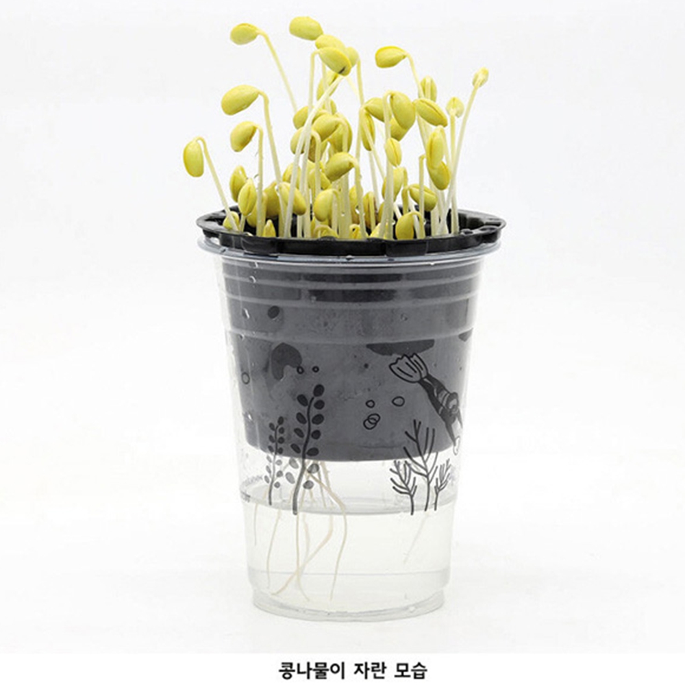 콩나물키우기키트 콩나물 기르기 재배 키트 - 상세 이미지 4