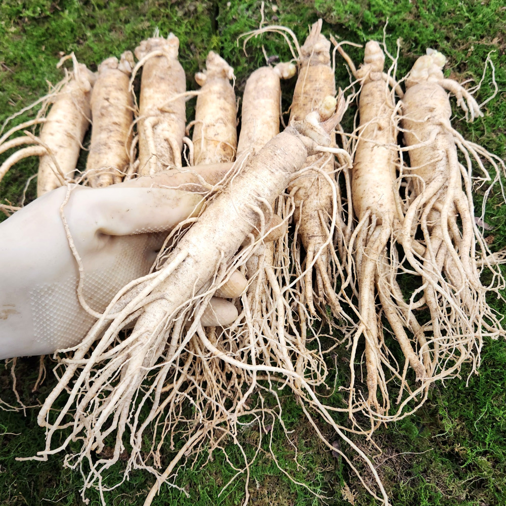 금산수삼시장 인삼선물세트 원수삼 대2채 선물세트 - 상세 이미지 4