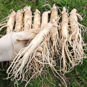 인삼 수삼 금산인삼 인삼꿀절임 원수삼 대 1채 750g 맛있게 먹은 솔직 후기 - 상품 이미지 3