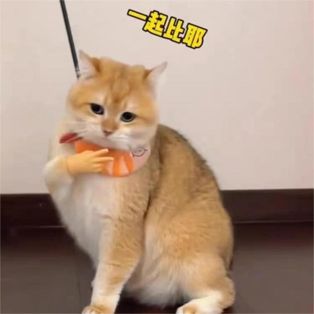 반려동물 손가락 장난감 묵찌빠 미니 손모형 고양이 작은 소품 - 상세 이미지 4