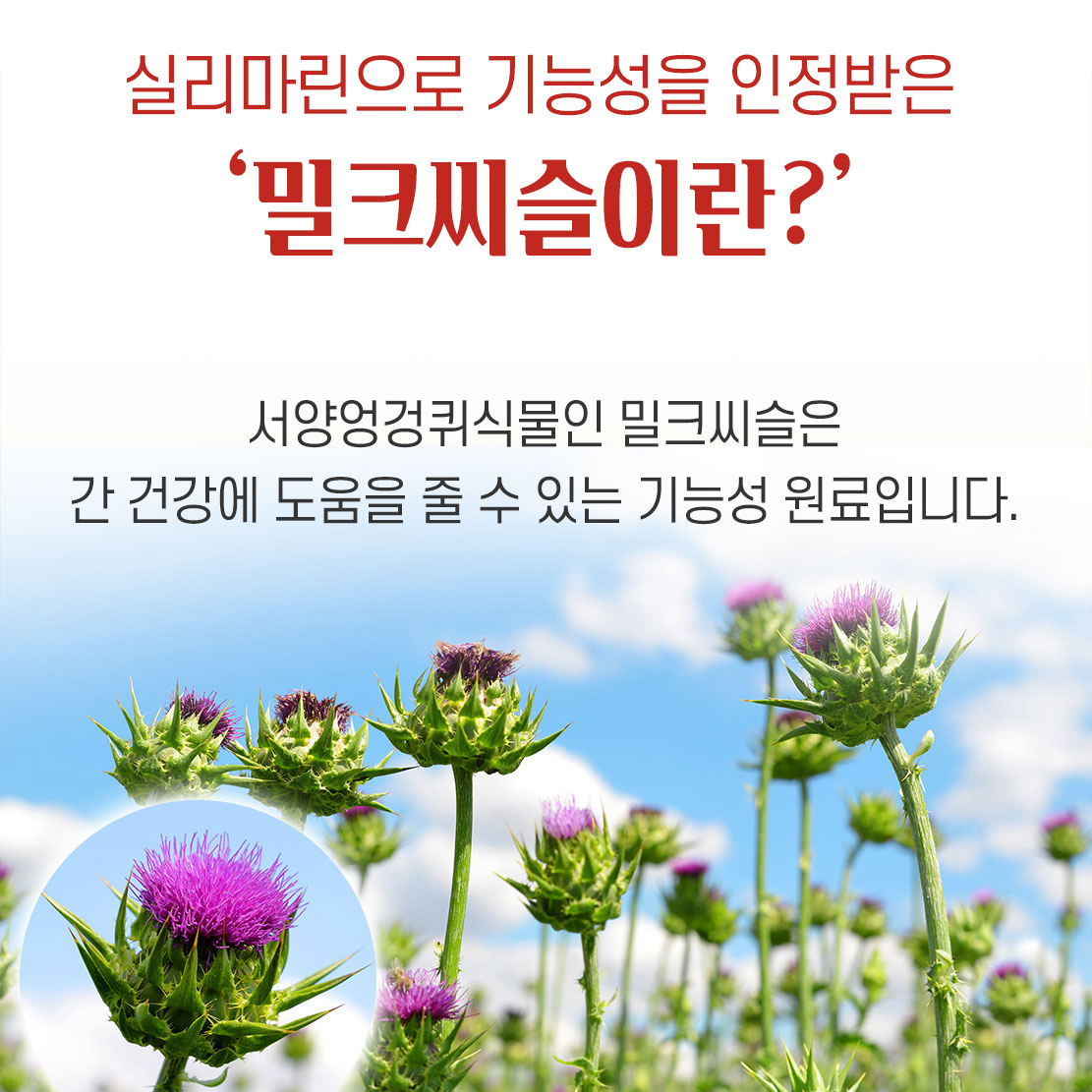 밀크씨슬 비타민B군 8종 밀크씨슬추출물 400mg 실리마린 2개월분 이미지 8