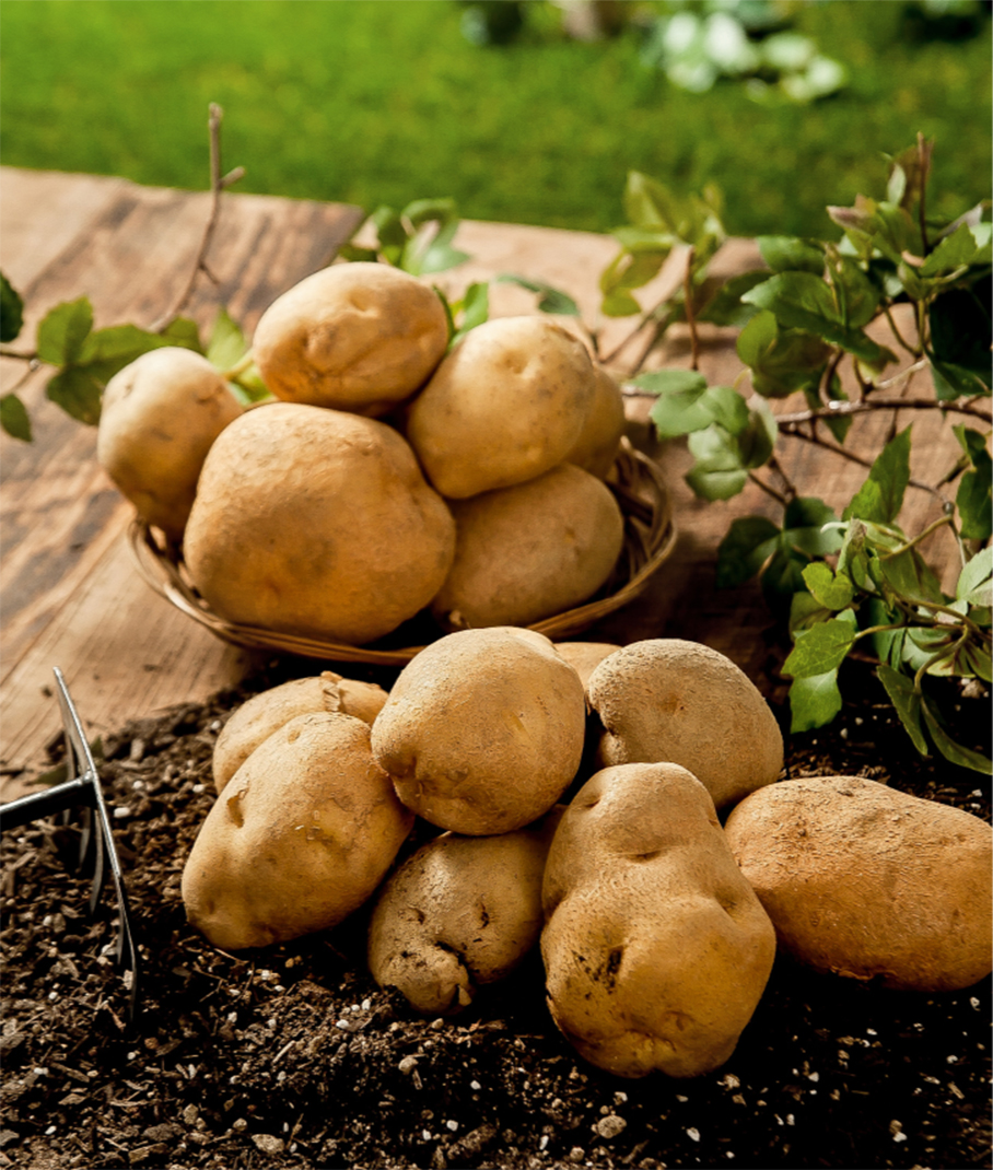 2025년 햇 수미감자 중사이즈 2kg 두백감자 햇감자 강원도감자