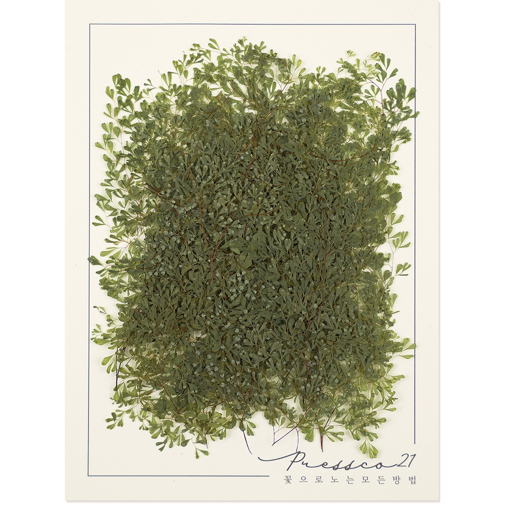 압화 압화꽃 꽃송이 조화 누름꽃 벚꽃 프레스코21 프리미엄 일본 압화 모음 올라야 5색 - 상세 이미지 4