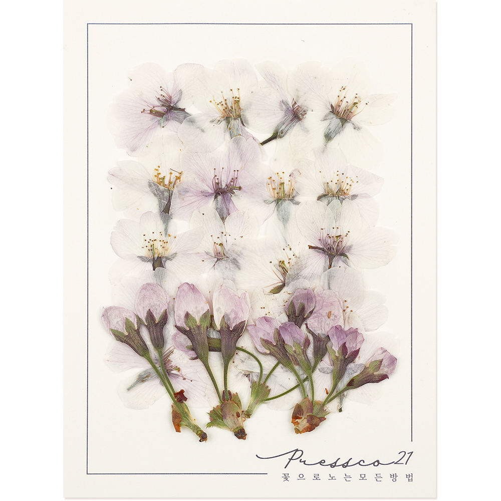 압화 압화꽃 꽃송이 조화 누름꽃 벚꽃 프레스코21 프리미엄 일본 압화 모음 올라야 5색 - 상세 이미지 2