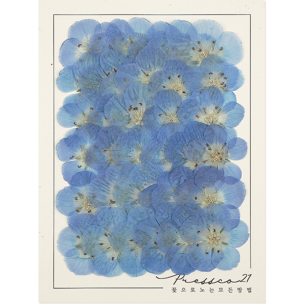 네모필라 (프리미엄 일본 압화) - 약 34개 - 상품 이미지