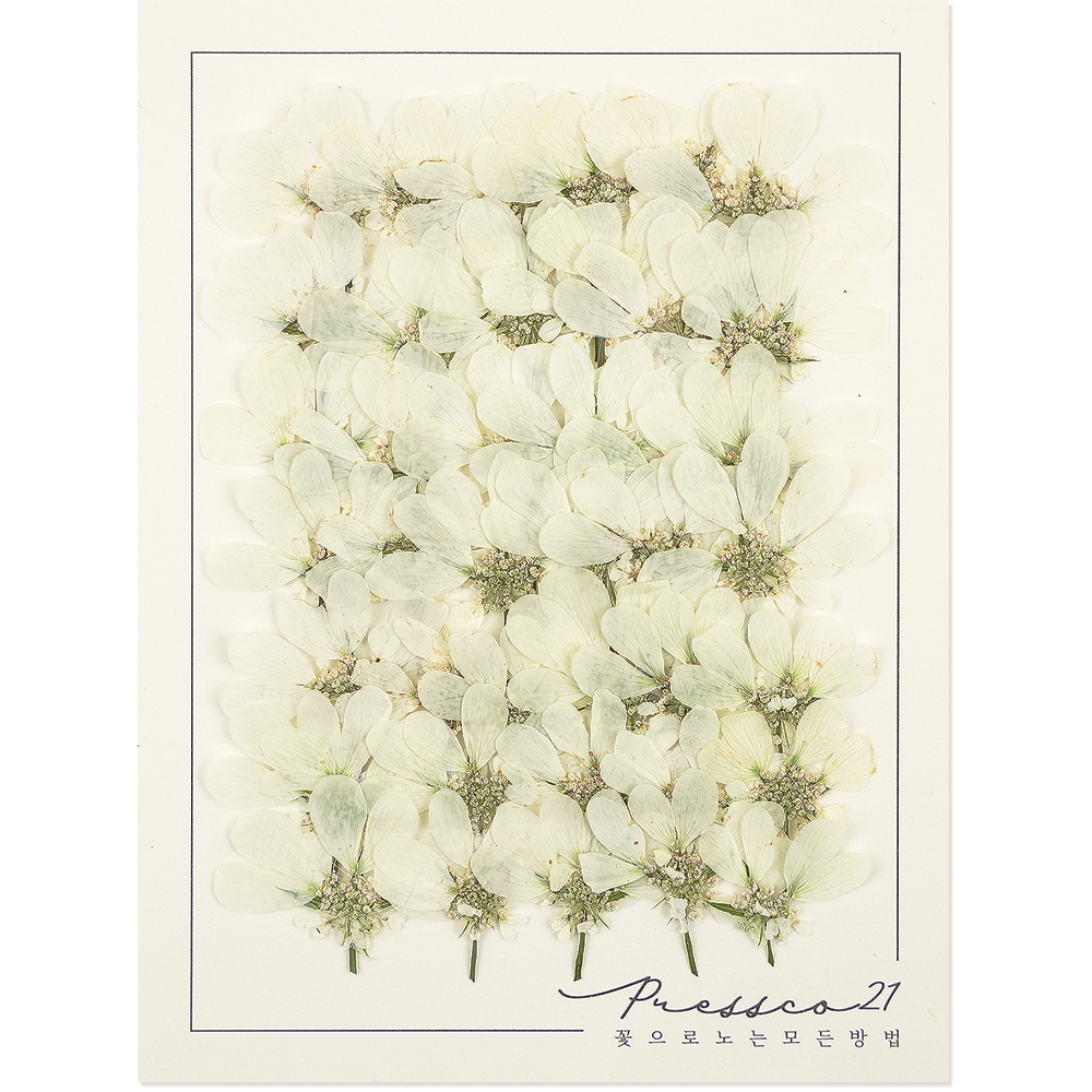 올라야 (프리미엄 일본 압화) - 약 40개 - 상품 이미지