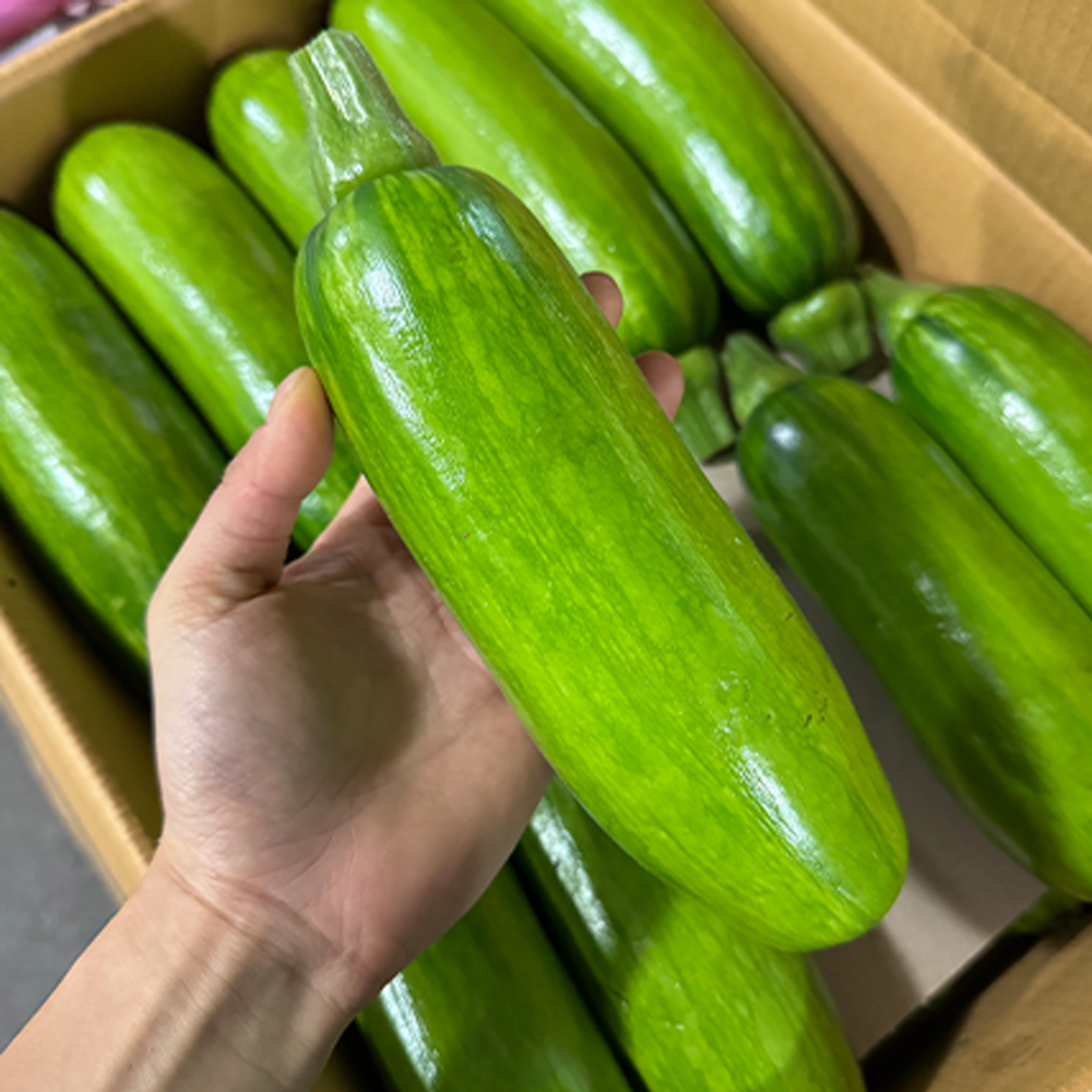 프리미엄 국내산 애호박 일반 인큐 가정용 맛있는 둥근 조선 호박 하우스 노지 - 상세 이미지 2