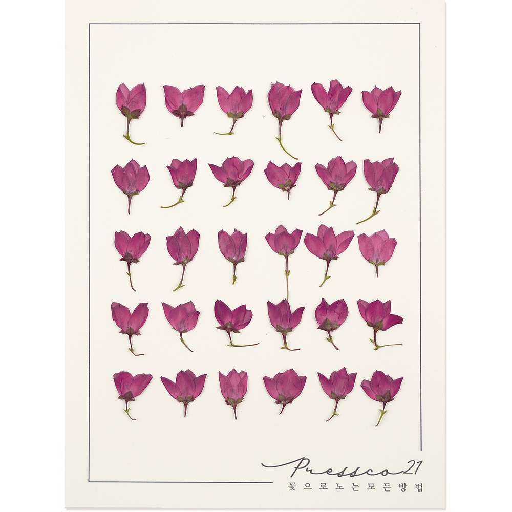 압화 압화꽃 꽃송이 조화 누름꽃 벚꽃 프레스코21 프리미엄 일본 압화 모음 올라야 5색 - 상세 이미지 5