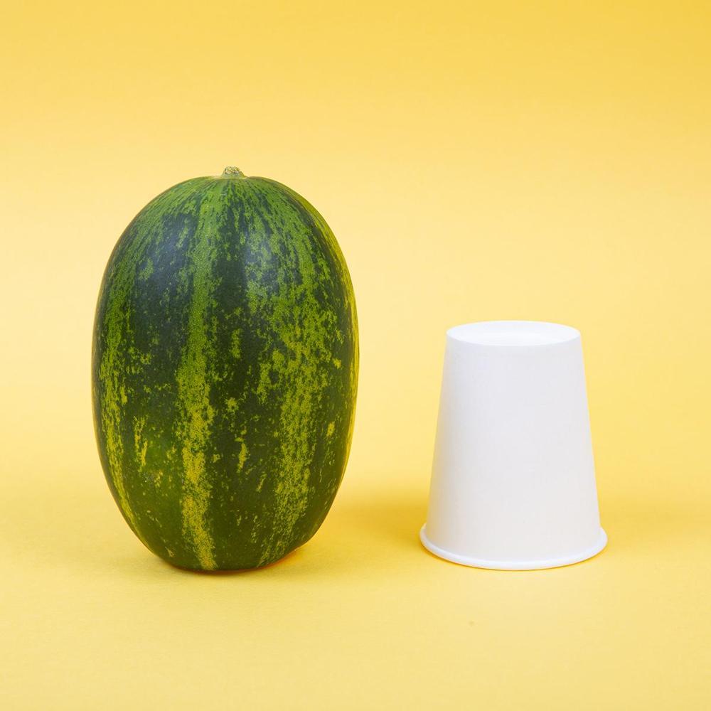 파파야 메론 5kg : 코스트컷몰