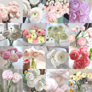 리틀캠든 라넌큘러스 생화 합리적인 온라인꽃집 솔직 후기 | 실사용자 리뷰 분석 - 상품 이미지 3