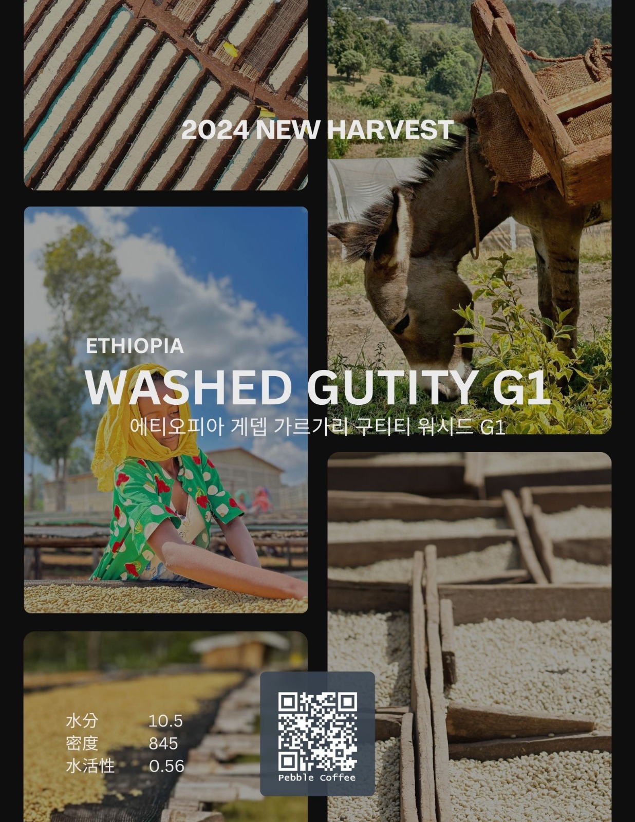 에티오피아 게뎁 가르가리 구티티 워시드 G1 5KG (ETHIOPIA GEDEB GARGARI GUTITY WASHED G1)