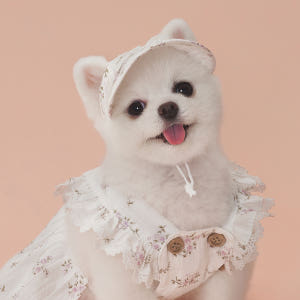 강아지모자 랏셀모자 애견썬캡 반려견산책용 여름 자외선 차단 솔직 후기 | 실제 사용자 리뷰 총정리 - 상품 이미지 1