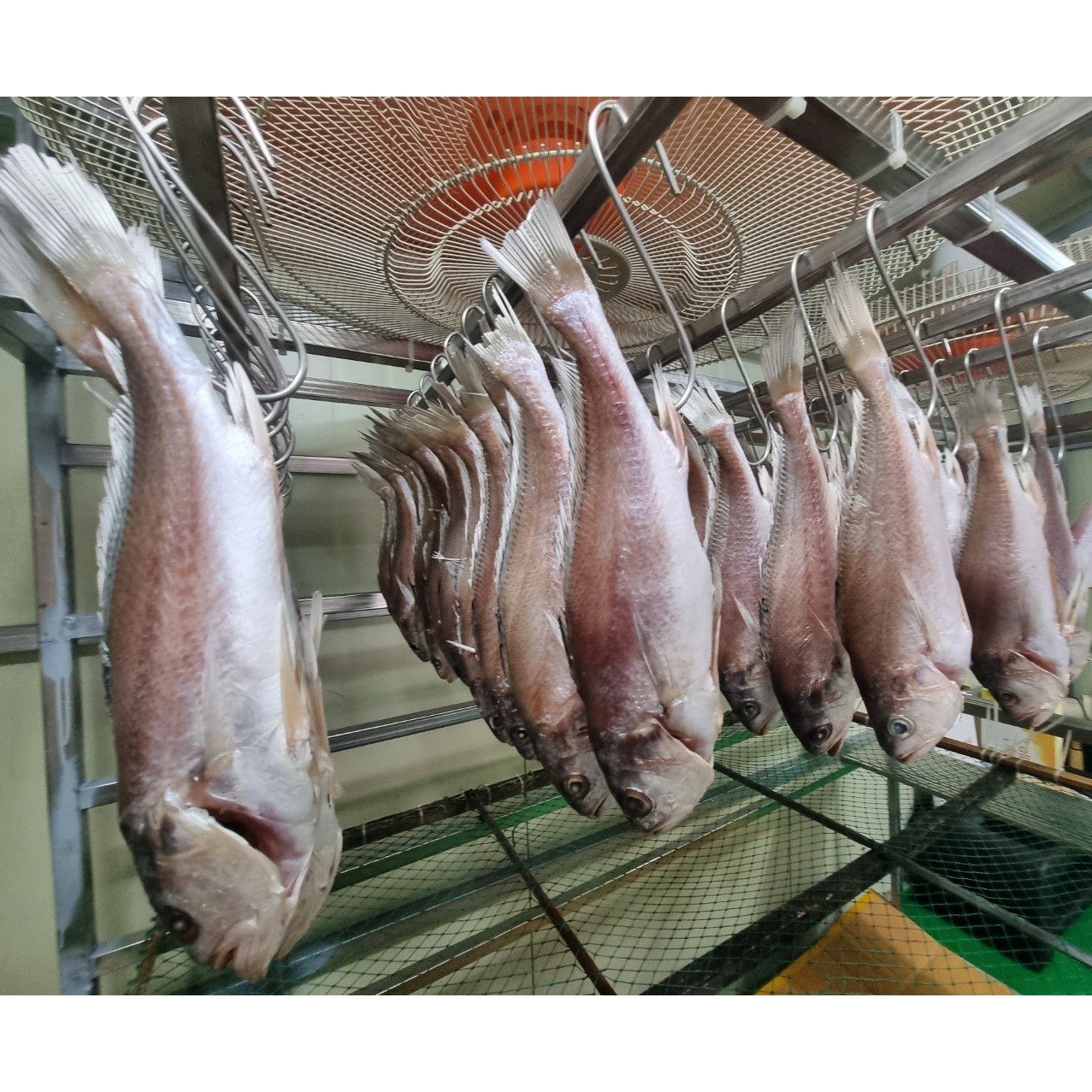제수용 선물용 반건조 침조기 2마리,3마리 구성 - 상세 이미지 3