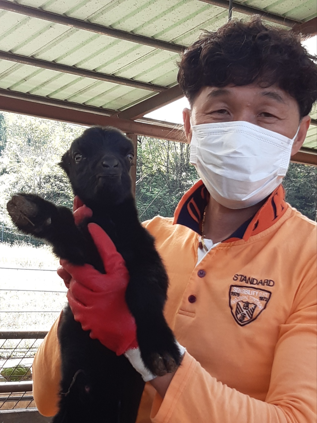 국내산 흑염소진액 무항생제 맞춤제작 엑기스 건강즙 120ml 30포 직접 사육 가공 이미지 7