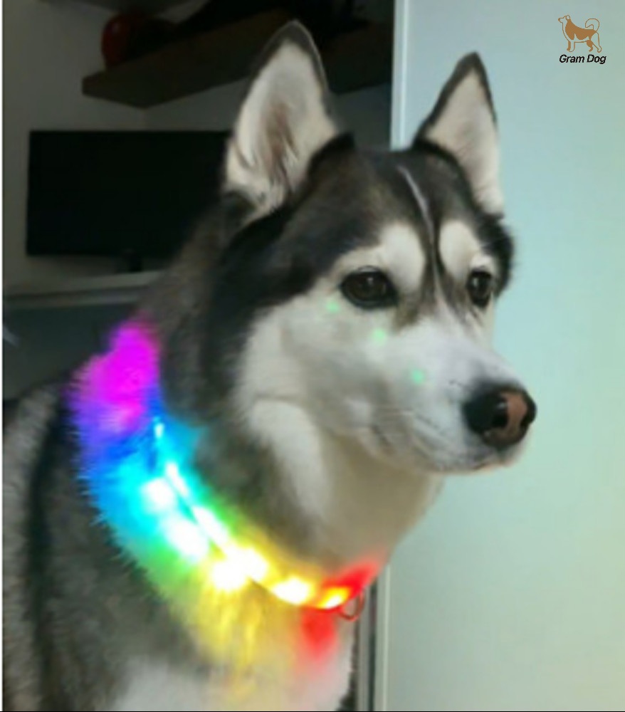 강아지led목걸이 야광 라이트 불빛 목걸이 목줄 밴드 야간산책