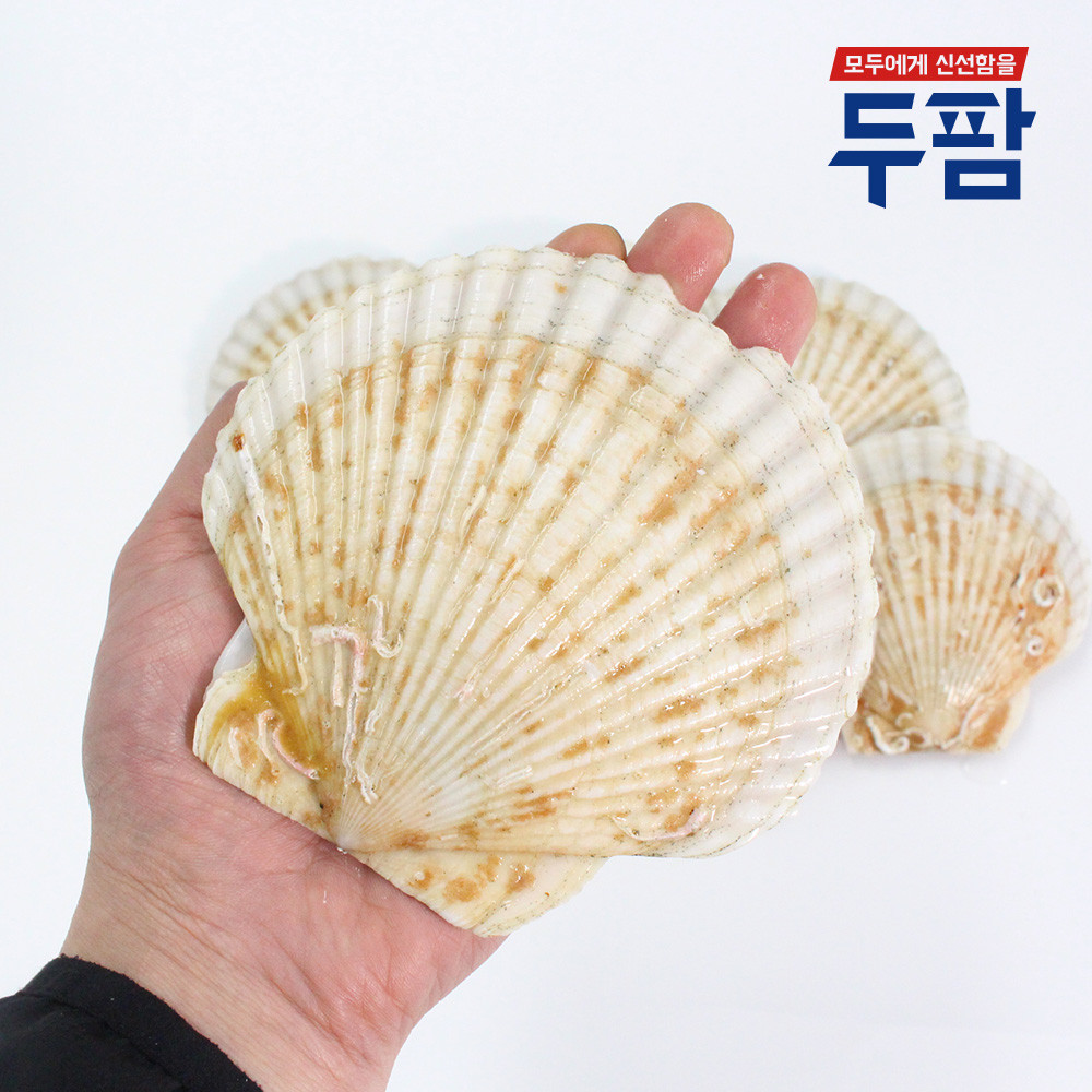살아있는 대왕 참가리비 1kg 왕가리비 조개구이 캠핑조개