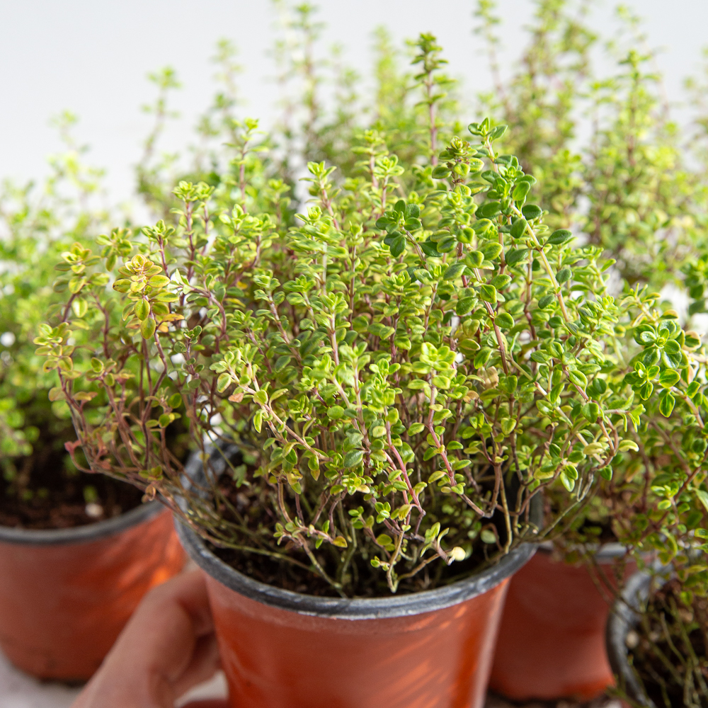 레몬 타임 허브 키우기 쉬운 화분 식용 허브 농장 잎 모종 식물 종류 제품 이미지