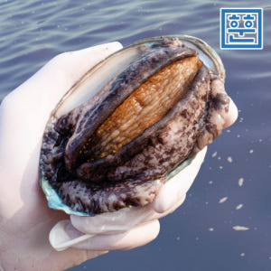 산지직송 완도 활전복 1kg 산소포장 1박스 참전복 맛있게 먹은 솔직 후기 - 상품 이미지 3
