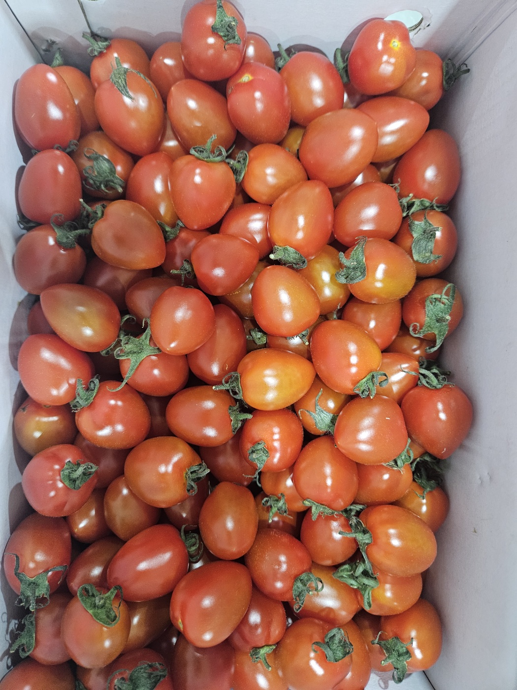 대추 방울 토마토 5kg 로얄과 중대과 소과