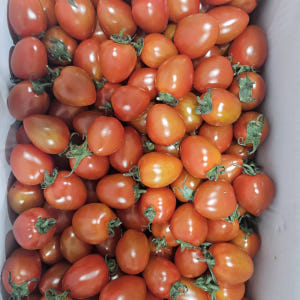 국내산 대추 방울토마토 2kg 소과 중대과 맛있게 먹은 솔직 후기 - 상품 이미지 2