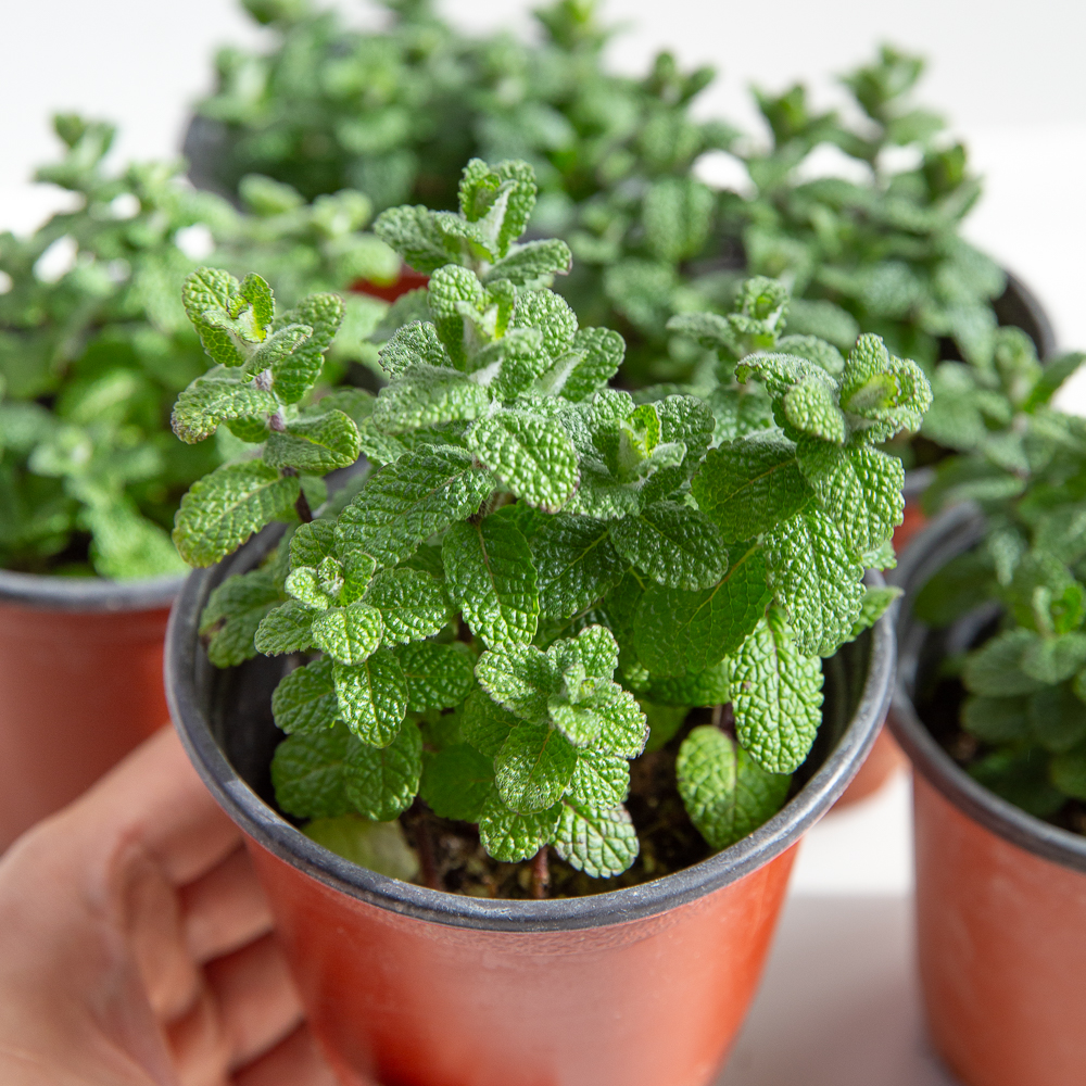 애플민트 허브 키우기 쉬운 화분 식용 허브 농장 잎 모종 식물 종류 제품 이미지