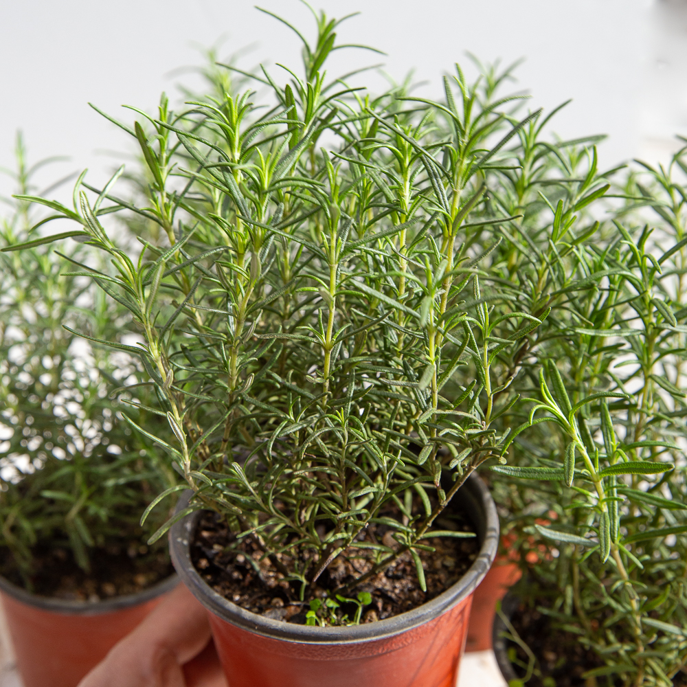 로즈마리 허브 키우기 화분 식용 허브 농장 잎 모종 식물 종류 제품 이미지