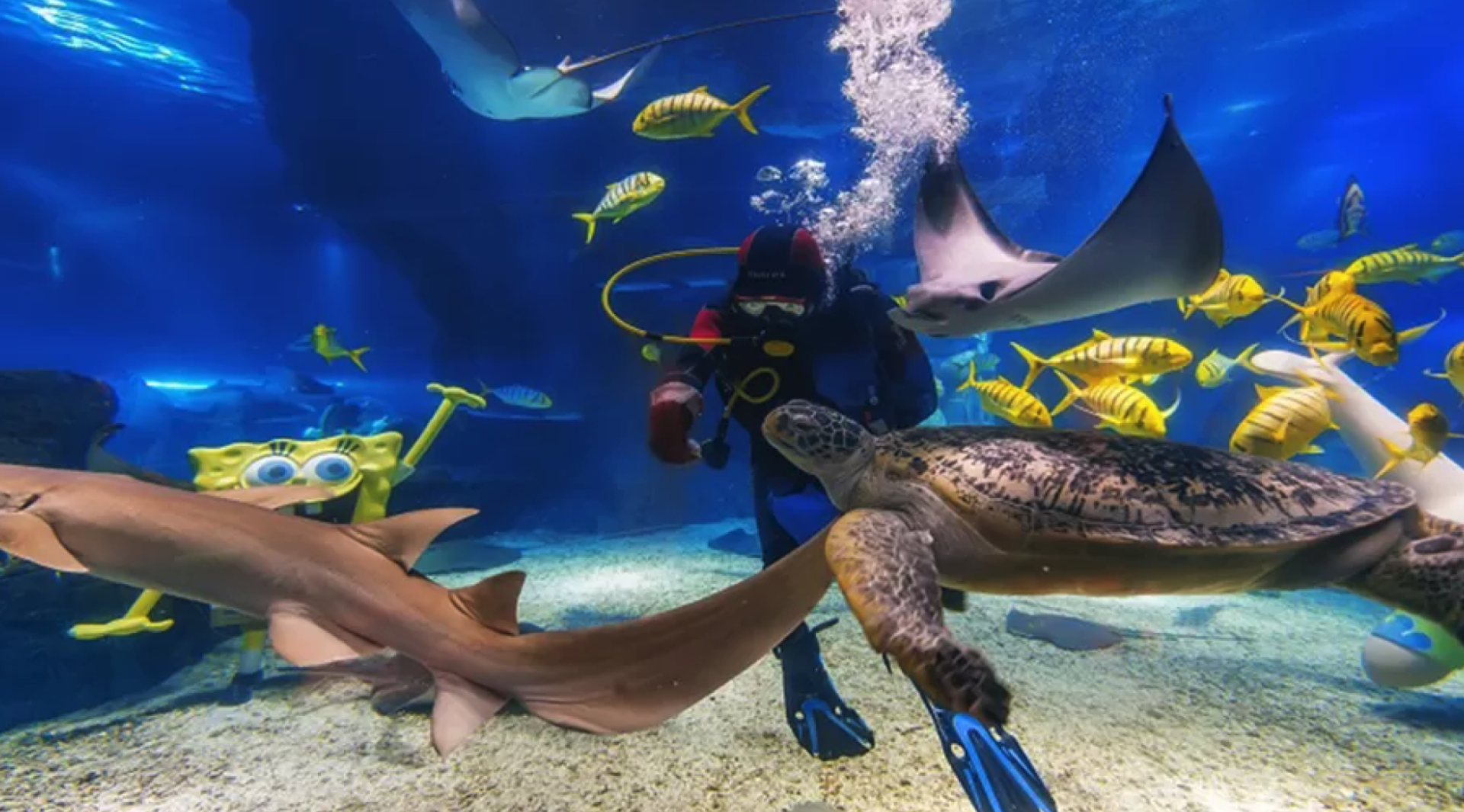 중국 상하이 창펑 오션월드 수족관 + 스팅레이 베이 콤보 티켓