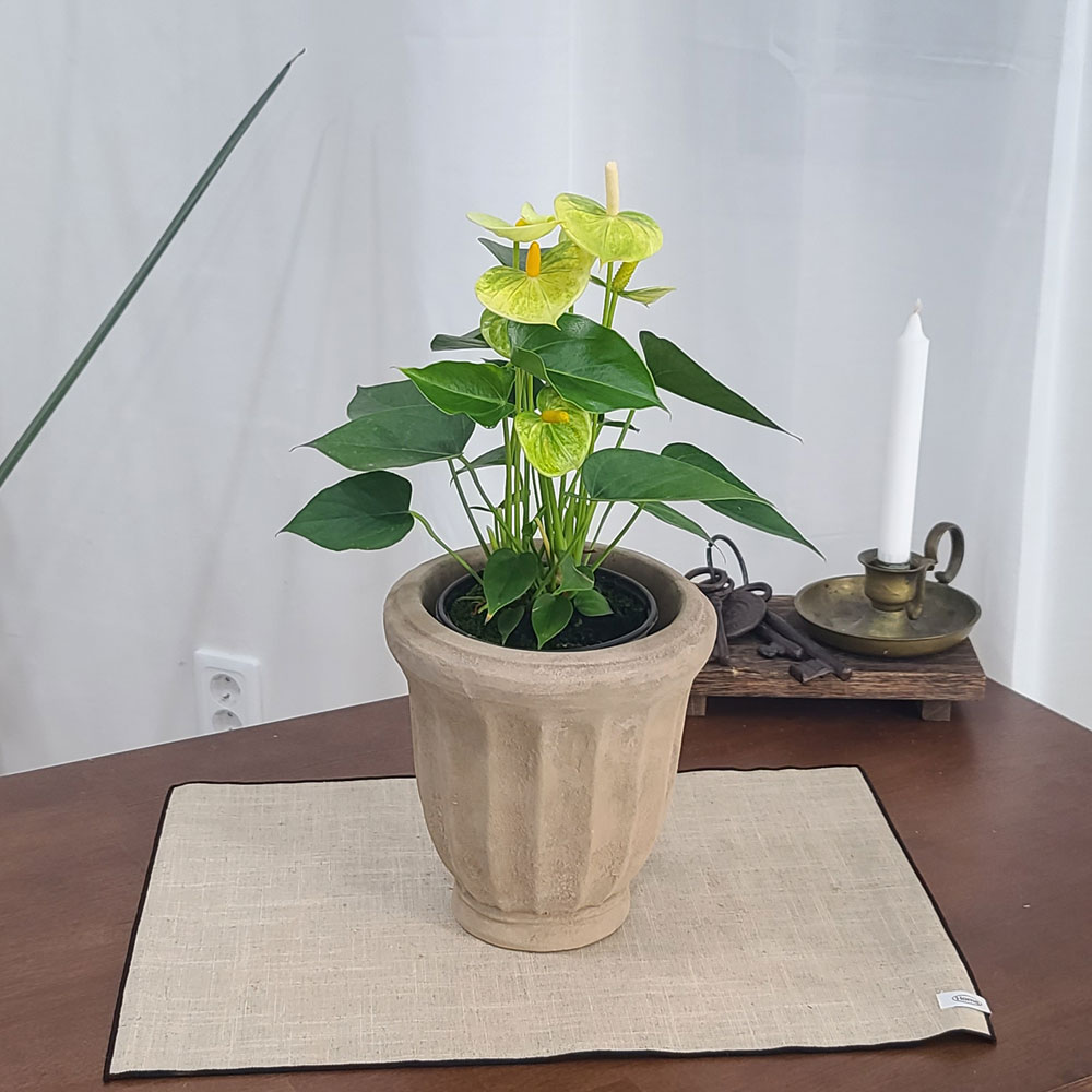 테라원 빈티지 아쿠아 토분 HN30409 14x20cm 롱플리츠 - 상세 이미지 5