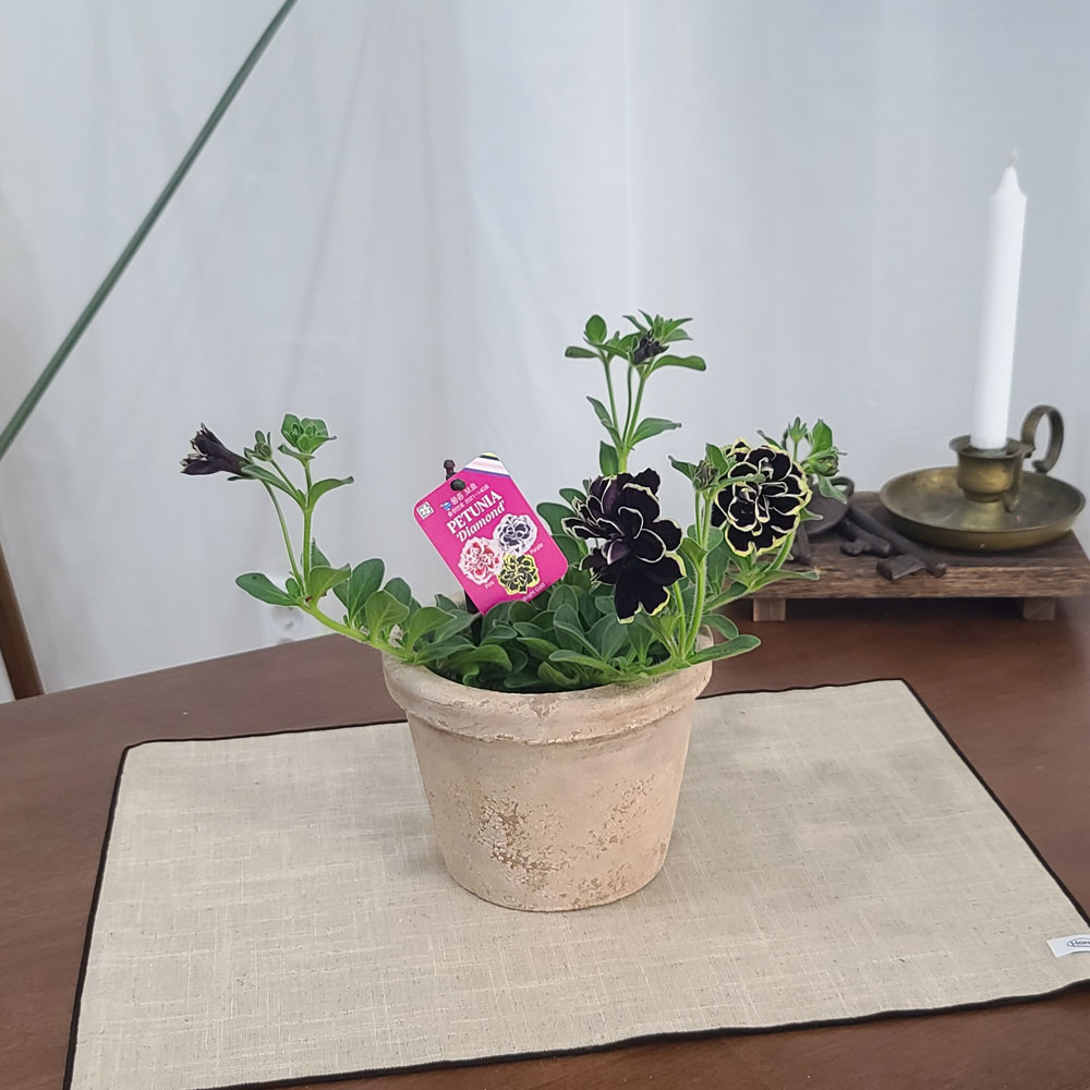 테라원 빈티지 아쿠아 토분 HN30416 12x12cm 로워팟 이미지 7