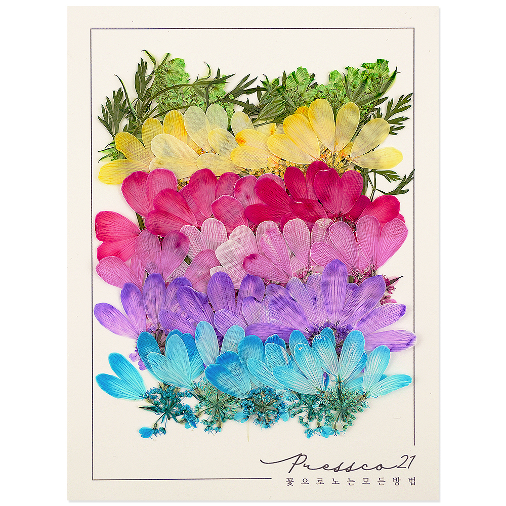 압화 압화꽃 꽃송이 조화 누름꽃 벚꽃 프레스코21 프리미엄 일본 압화 모음 올라야 5색 - 상품 이미지