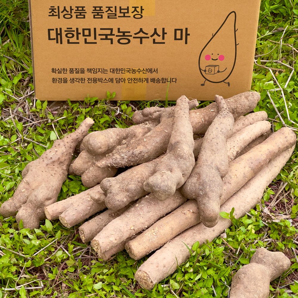 안동 마 산마 참마 장마