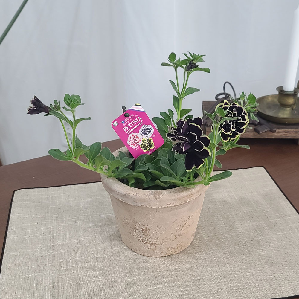 테라원 빈티지 아쿠아 토분 HN30416 12x12cm 로워팟 이미지 8