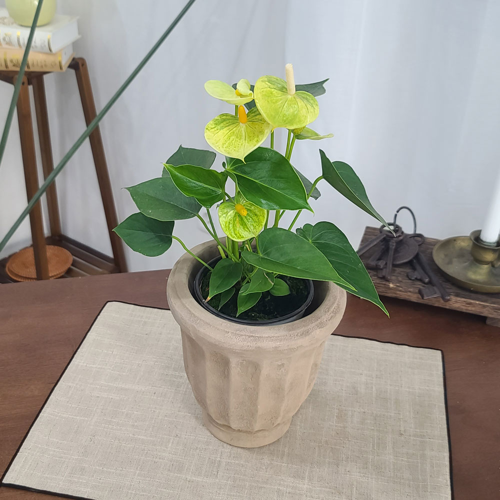 테라원 빈티지 아쿠아 토분 HN30409 14x20cm 롱플리츠 - 상세 이미지 4