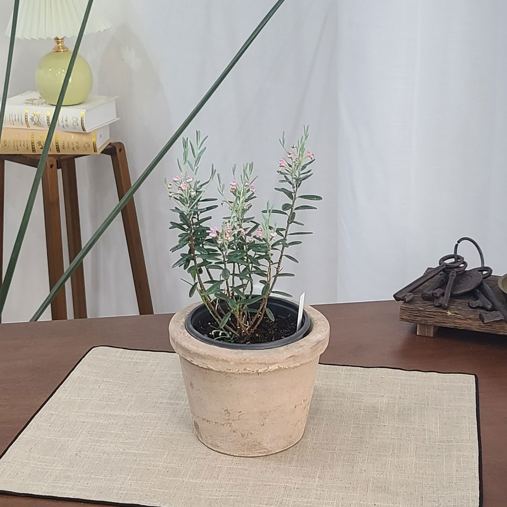 테라원 빈티지 아쿠아 토분 HN30416 12x12cm 로워팟 이미지 6