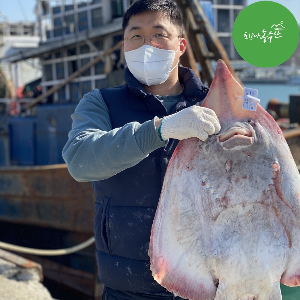흑산도 홍어 애 삼합 회 국산 목포 삭힌 안삭힌홍어 500g 1kg