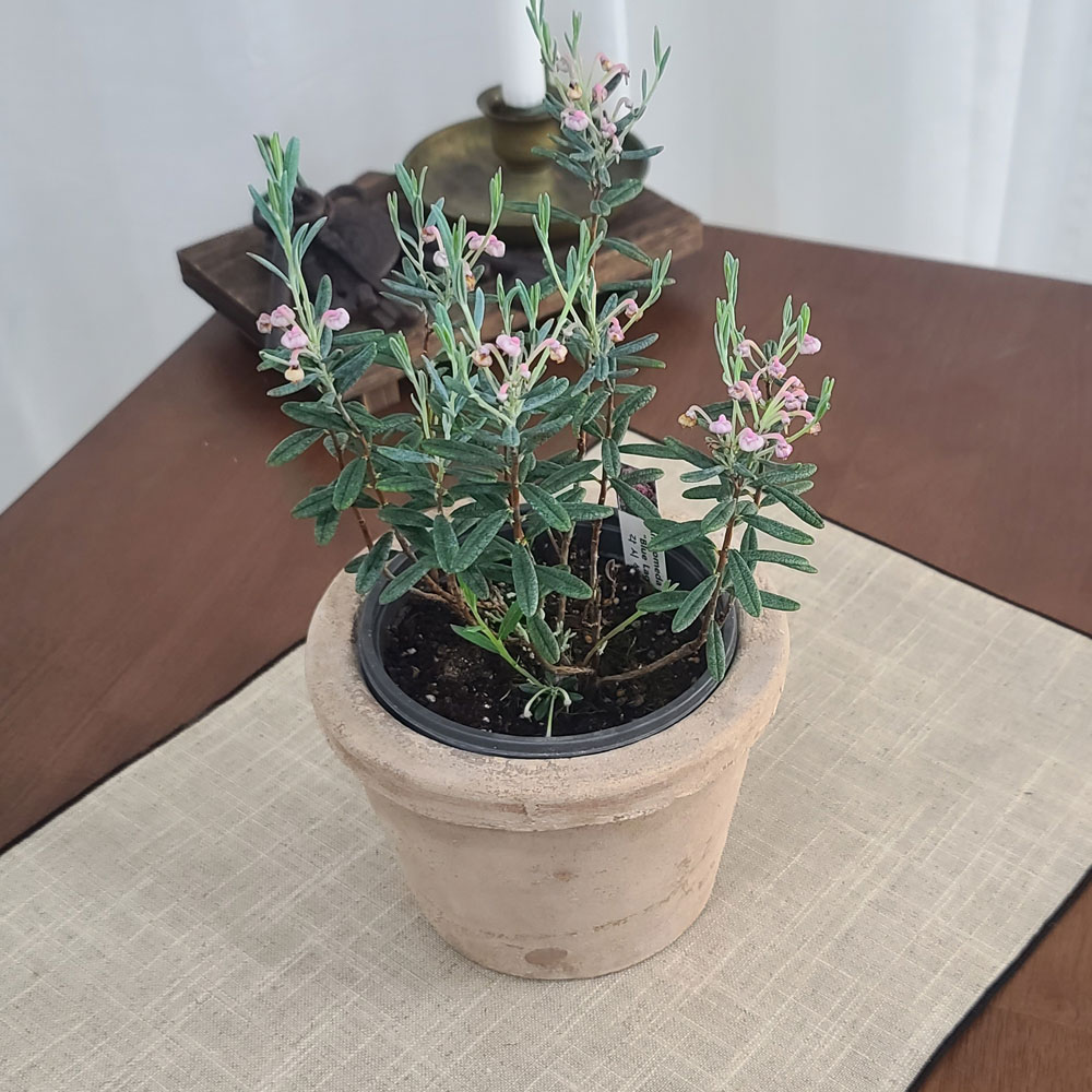 테라원 빈티지 아쿠아 토분 HN30416 12x12cm 로워팟 - 상세 이미지 3