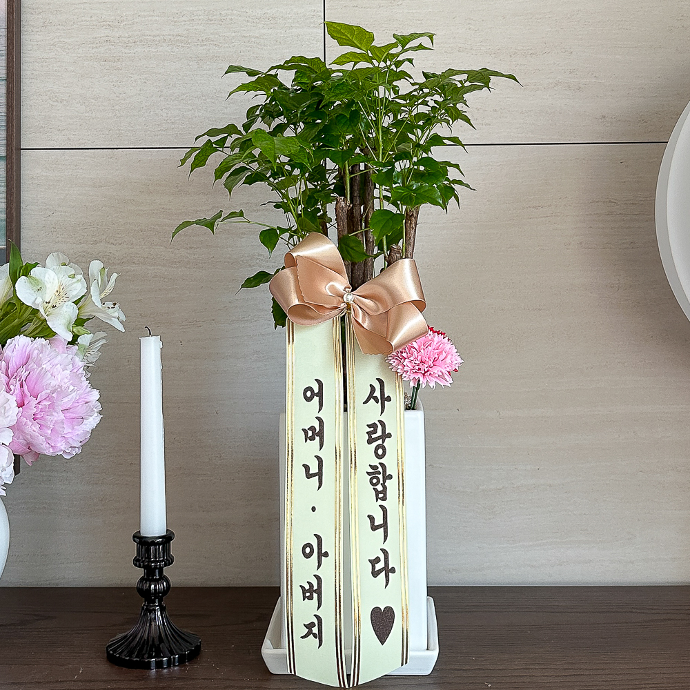 녹보수 어버이날 카네이션 생화 화분 배달 꽃다발 꽃바구니 스승의날 비누꽃 선물 - 상품 이미지