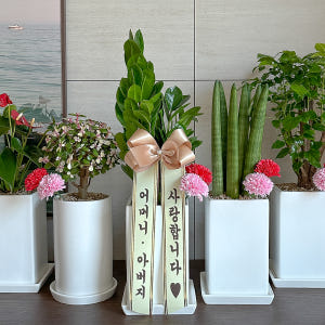 어버이날 스승의날 카네이션 화분 배달 꽃다발 꽃바구니 비누꽃 선물 솔직 후기 | 실사용자 리뷰 분석 - 상품 이미지 1