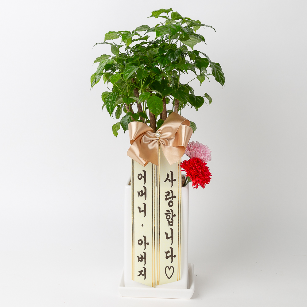 어버이날 스승의날 카네이션 화분 배달 꽃다발 꽃바구니 비누꽃 선물