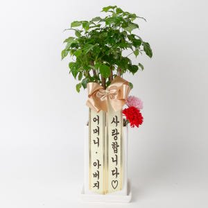 어버이날 스승의날 카네이션 화분 배달 꽃다발 꽃바구니 비누꽃 선물 솔직 후기 | 실사용자 리뷰 분석 - 상품 이미지 4