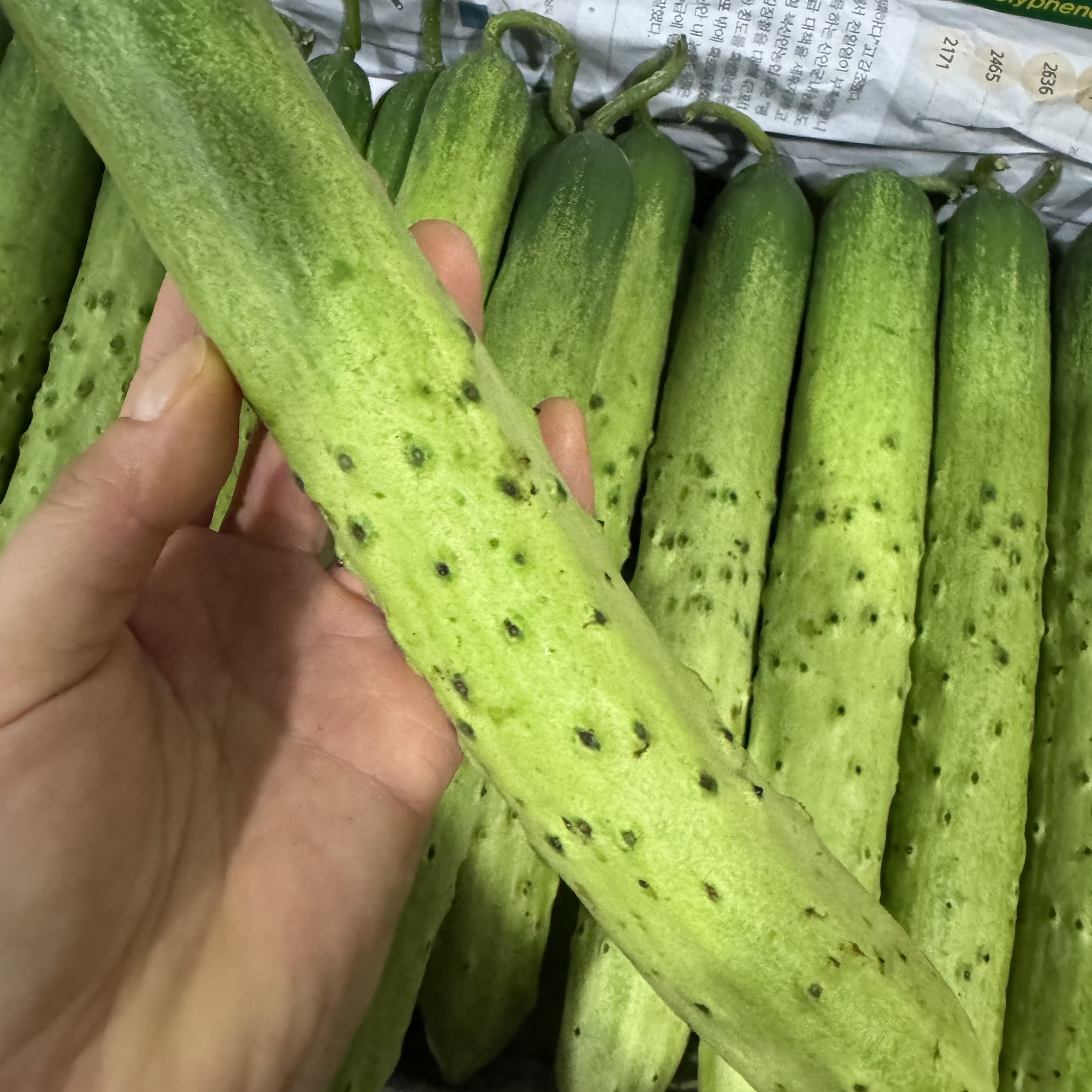 싱싱한 아삭 오이 백다다기 가시 조선 비포 오이지 취청 은침 흑침 특품 - 상세 이미지 3