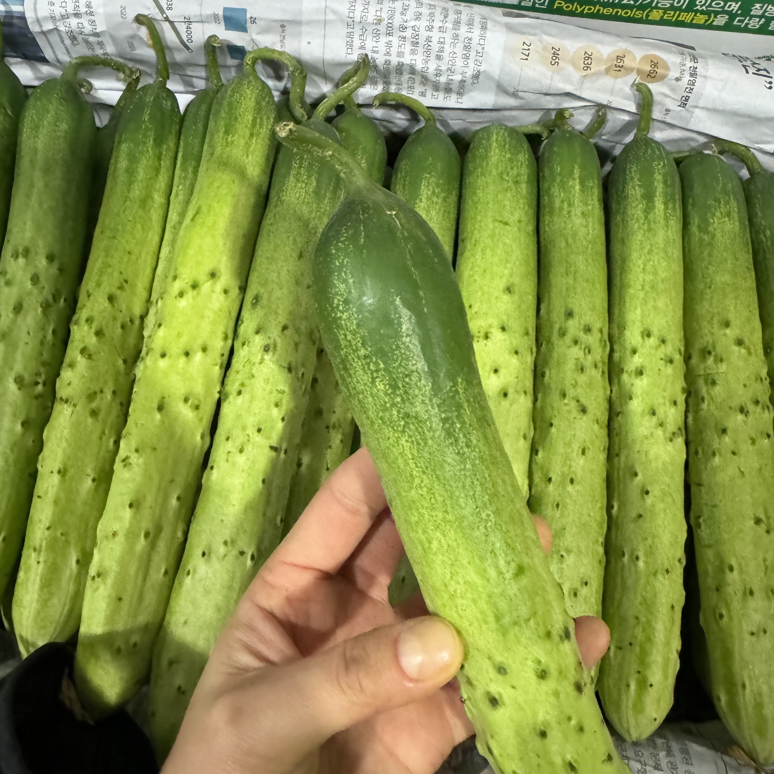 싱싱한 아삭 오이 백다다기 가시 조선 비포 오이지 취청 은침 흑침 특품 - 상세 이미지 4