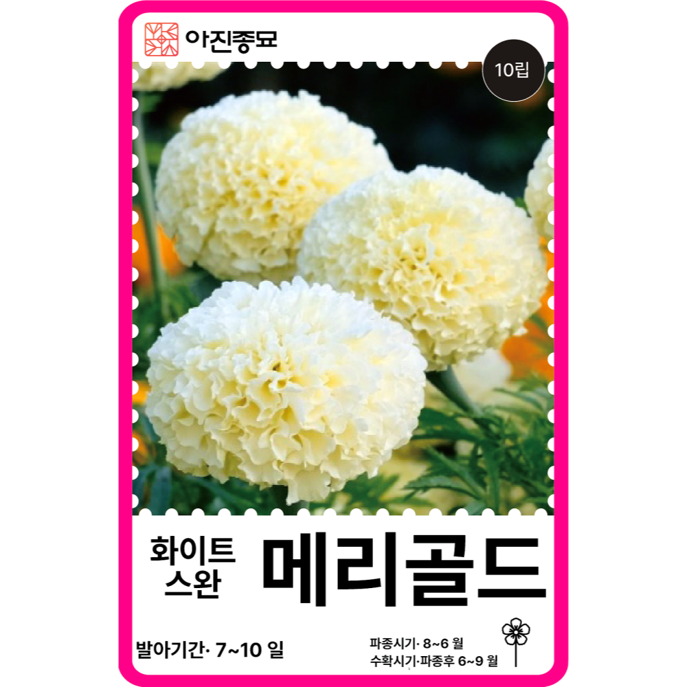 메리골드 씨앗 10립 / 화이트스완 메리골드 종자 봄 가을 꽃씨몰 [아진종묘]