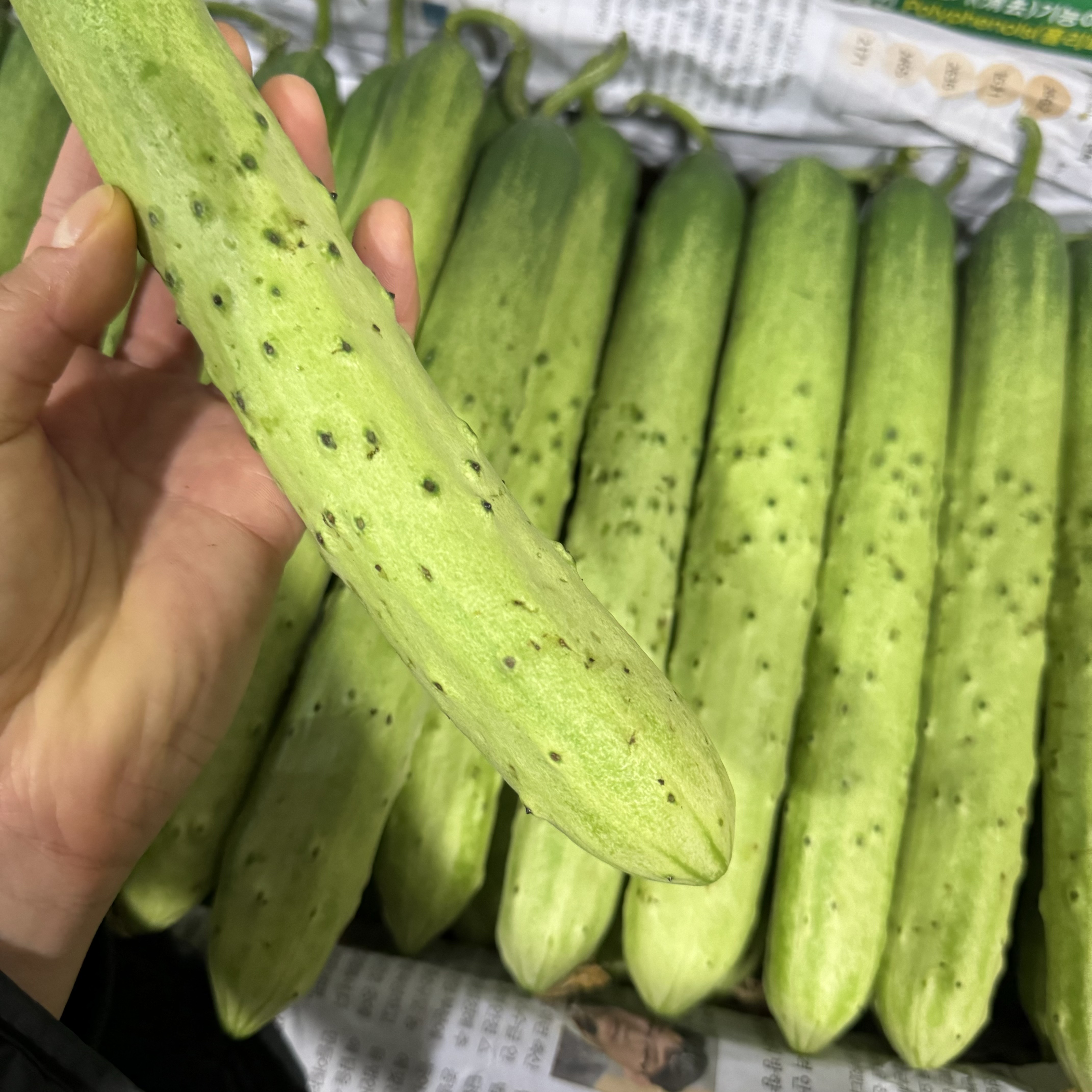 싱싱한 아삭 오이 백다다기 가시 조선 비포 오이지 취청 은침 흑침 특품 - 상세 이미지 5