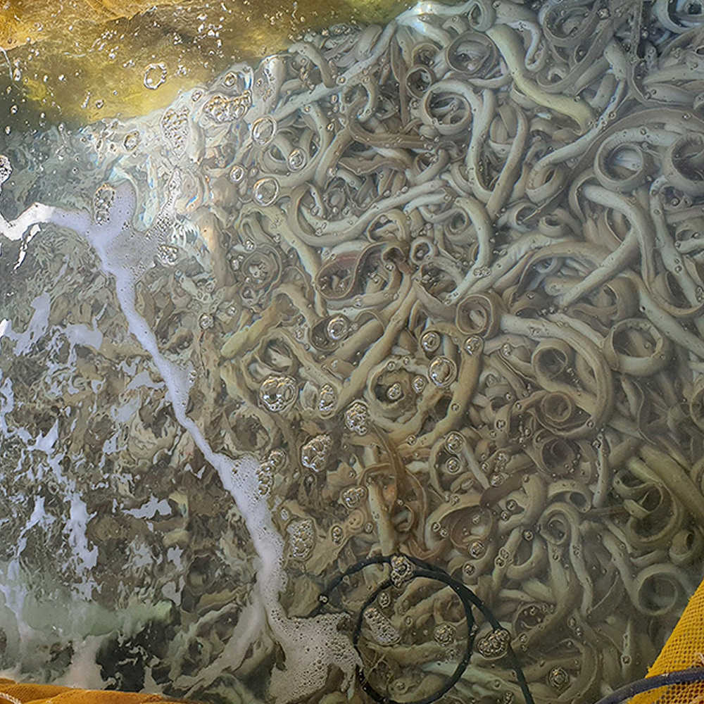 국내산 꼼장어 부산 자갈치 기장 곰장어 먹장어 양념 구이 볶음 - 상세 이미지 2