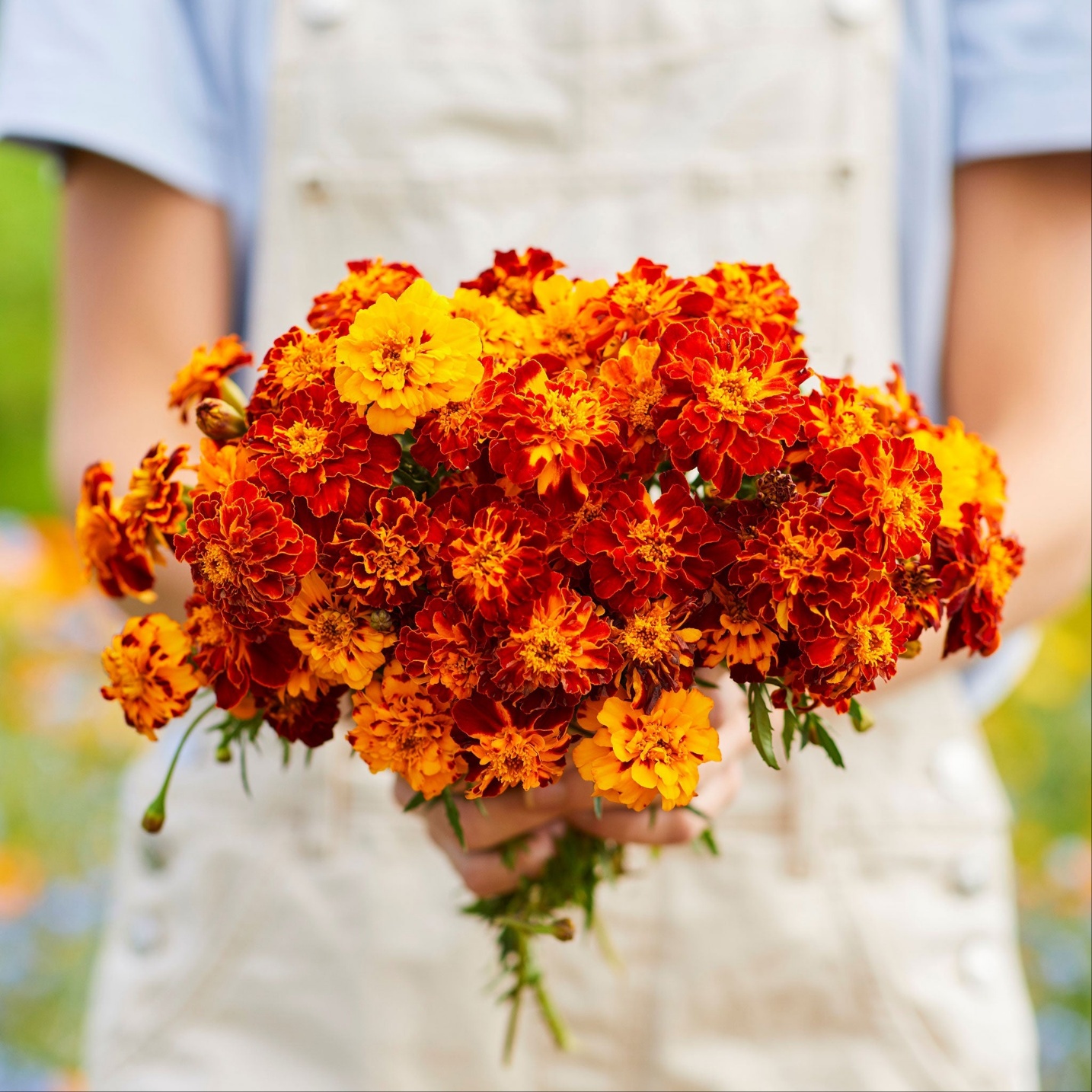 메리골드씨앗 / 식용메리골드 종자 꽃씨 몰 봄 여름 가을 꽃차 키우기 [아진종묘]