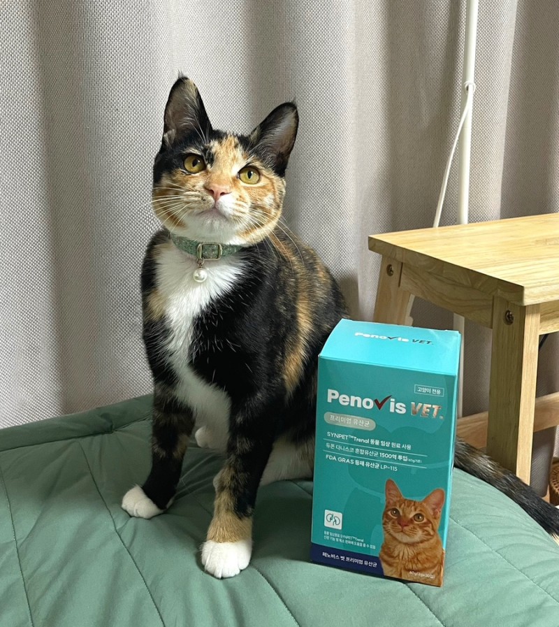 고양이유산균 페노비스 변비 설사 면역력 임상원료 신장영양제 30포, 1개