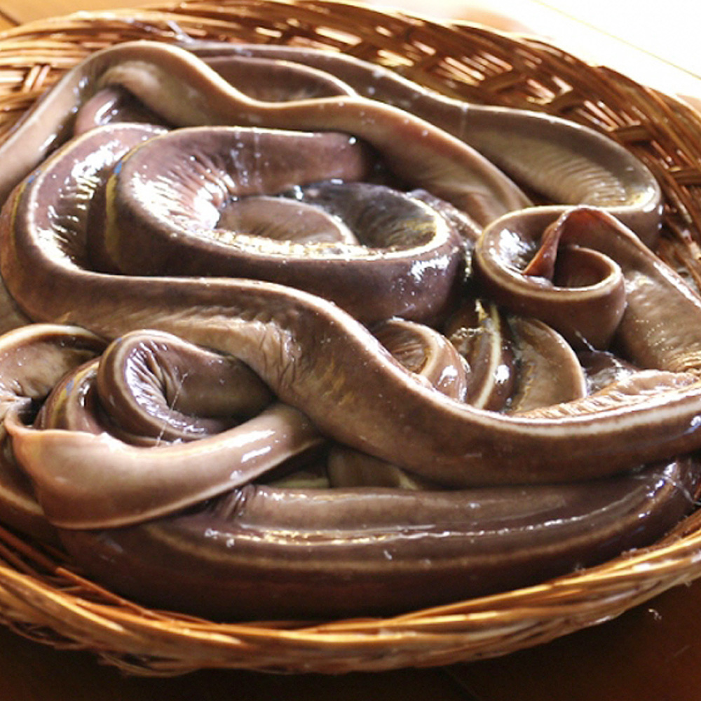 국내산 꼼장어 부산 자갈치 기장 곰장어 먹장어 양념 구이 볶음 - 상세 이미지 3