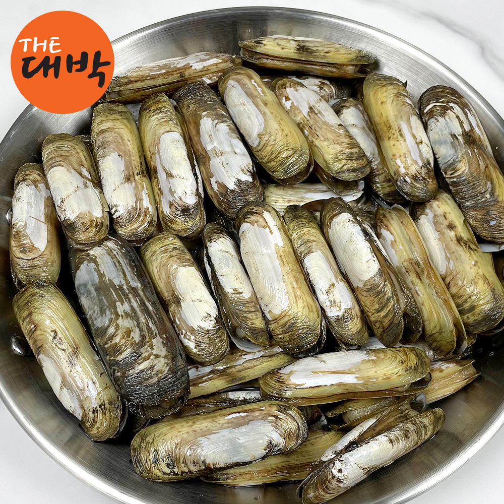 순천만 별량 맛조개 가리맛조개 제철 캠핑 조개구이 찜 대맛조개 - 상세 이미지 5